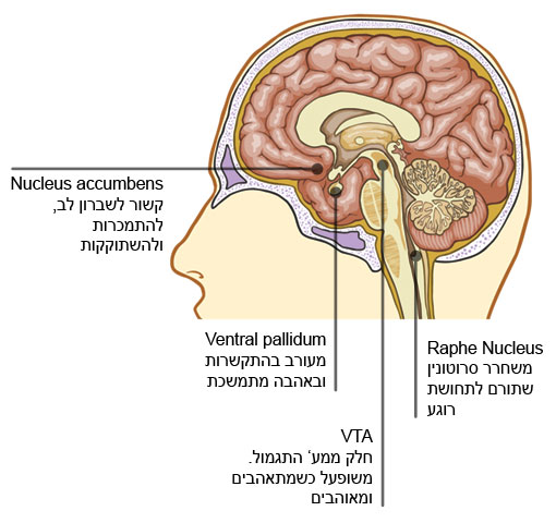 תרשים של המוח ובו מסומנים האזורים הבאים: Nucleas accumbens - קשור לשברון לב, להתמכרות ולהשתוקקות; Ventral pallidum - מעורב בהתקשרות ובאהבה מתמשכת; VTA - חלק ממערכת התגמול, משופעל כשמתאהבים ומאוהבים; Raphe Nucleus - משחרר סרוטונין שתורם לתחושת רוגע. 